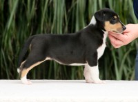 Hawaii Bila Kaífa "Wi-Fi"